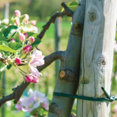 Wężyk do mocowania roślin 5,0mm x 50m BRADAS TYW50X050