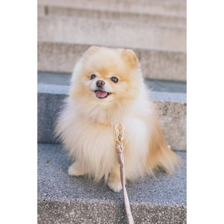 Smycz automatyczna dla psa z blokadą 5m